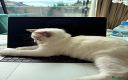Ragdoll cats for sale: Beautiful white kitten for sale - Image 3