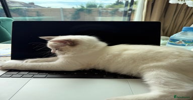 Ragdoll cats - Advert 5