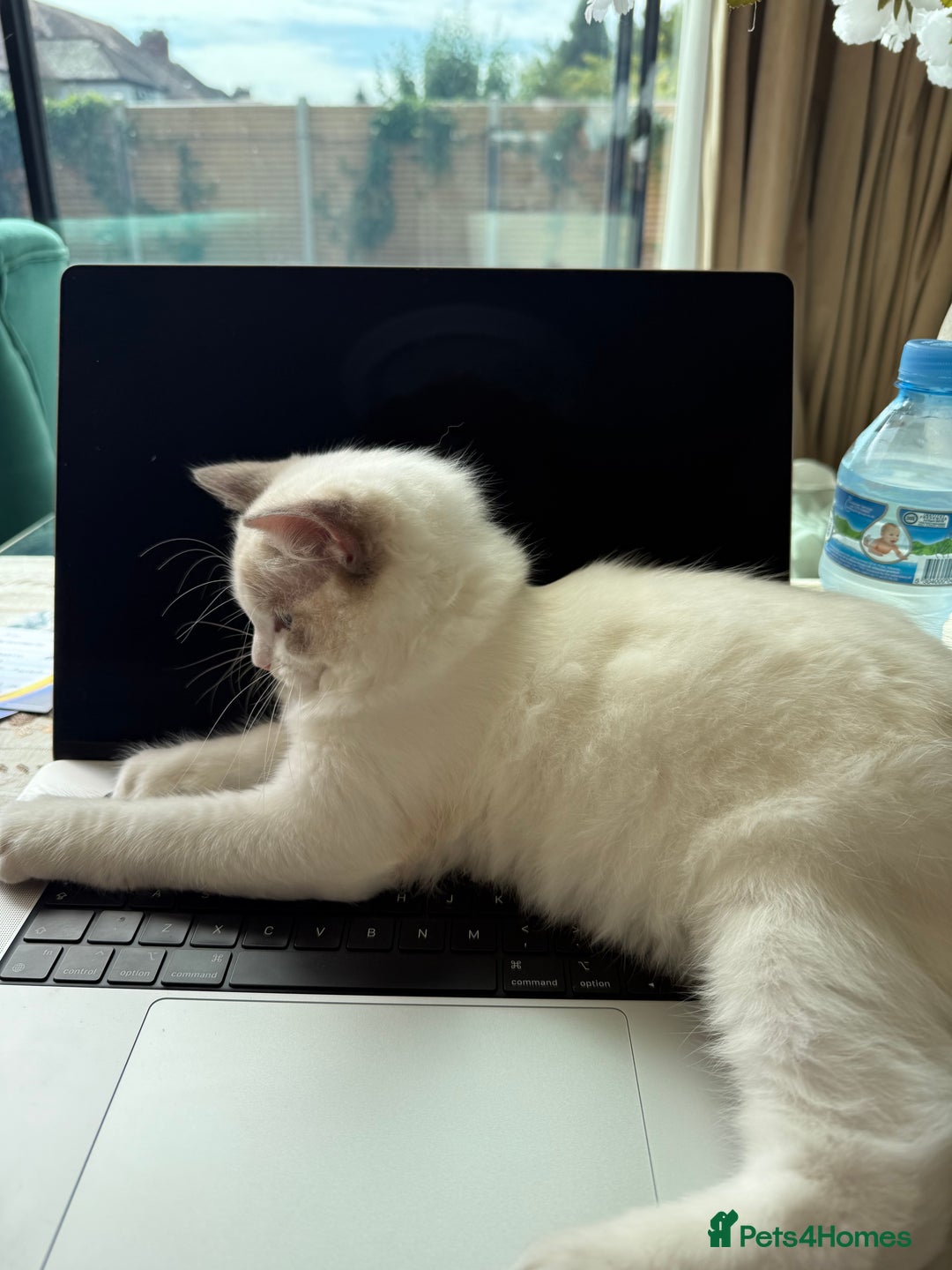 Ragdoll cats for sale: Beautiful white kitten for sale - Image 3