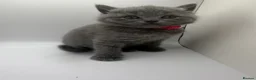 British Shorthair cats for sale: ❤️❤️❤️British shorthair kittens🐱🐱🐱 - Advert 3