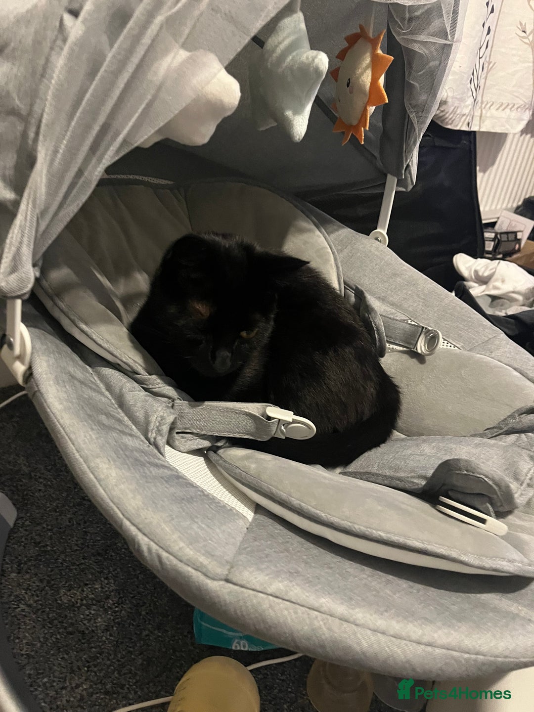 Domestic Shorthair cats for sale: My little baby needs a new home - Image 9