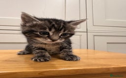 Domestic Shorthair cats for sale: 4 beautiful mix kittens (tabby and colour point) - Image 6