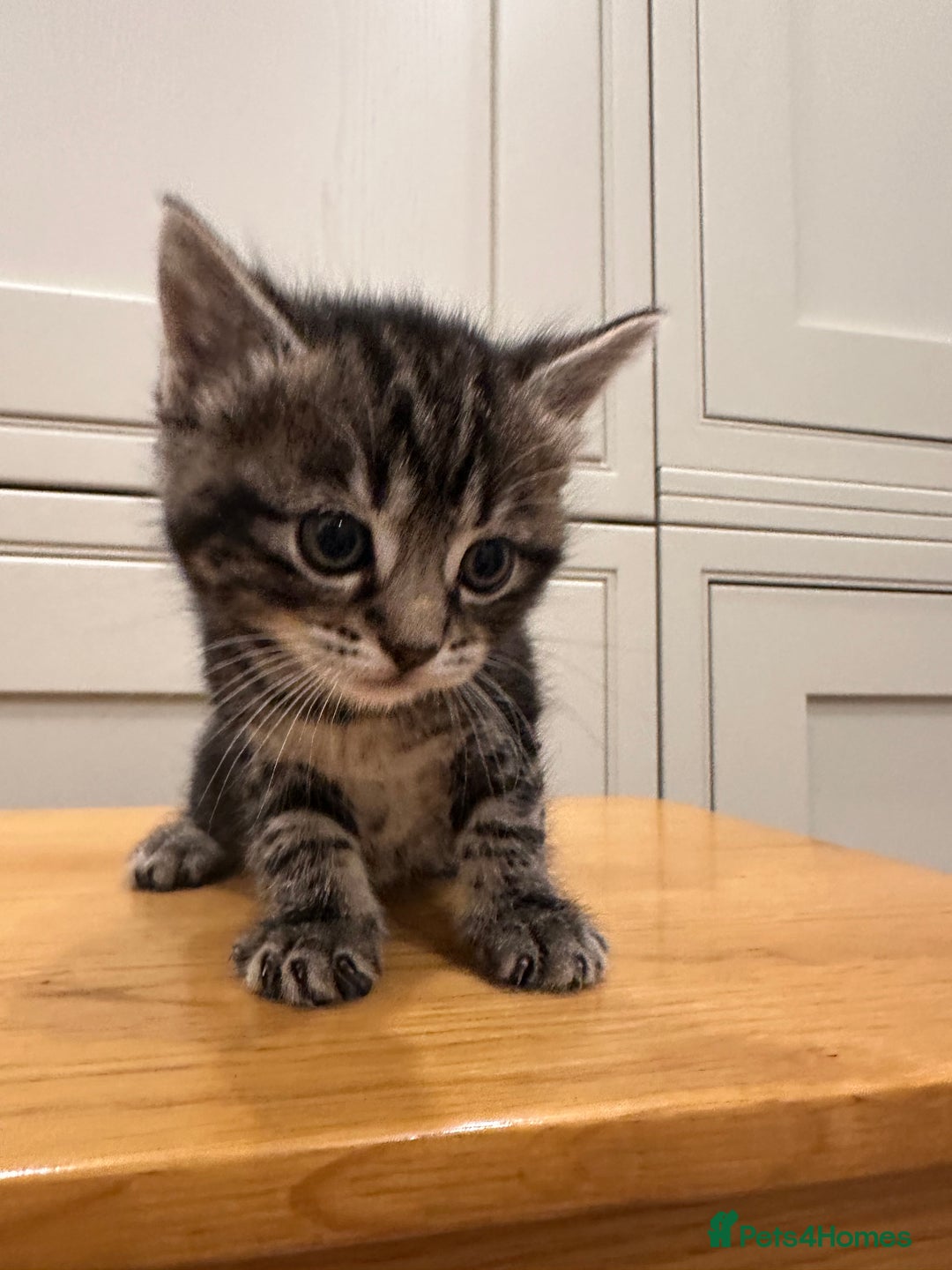 Domestic Shorthair cats for sale: 4 beautiful mix kittens (tabby and colour point) - Image 6