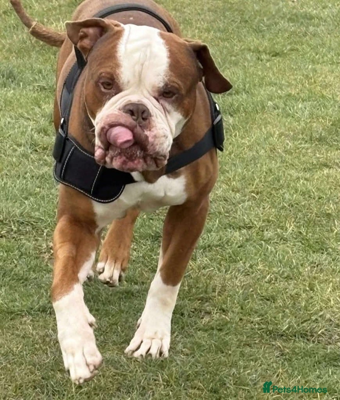 Mixed Breed dogs for adoption: Meet Tyson, currently residing in Hertfordshire  - Advert 11