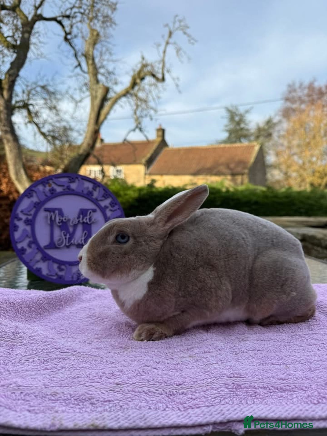 Rex rabbits for sale: Purebred Mini Rex Ready To Go Now! - Advert 2