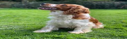 Welsh Springer Spaniel dogs for sale: KC Reg Welsh Springer Spaniels Fully Health Tested - Advert 29