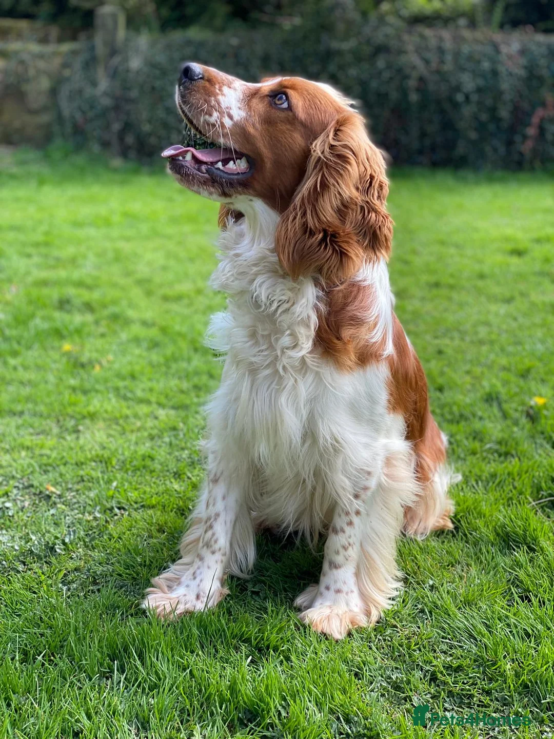 Welsh Springer Spaniel dogs for sale: KC Reg Welsh Springer Spaniels Fully Health Tested - Advert 29