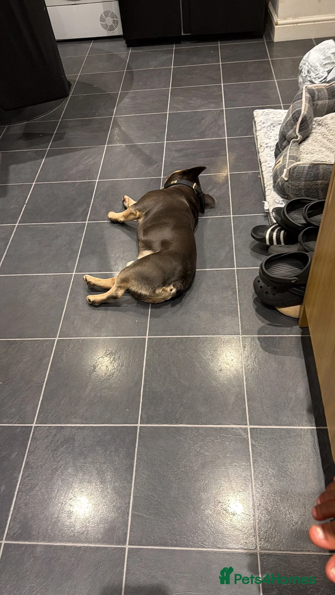 French Bulldog dogs for stud: Ace - Blue and Tan - STUD ONLY in Northolt - Advert 2