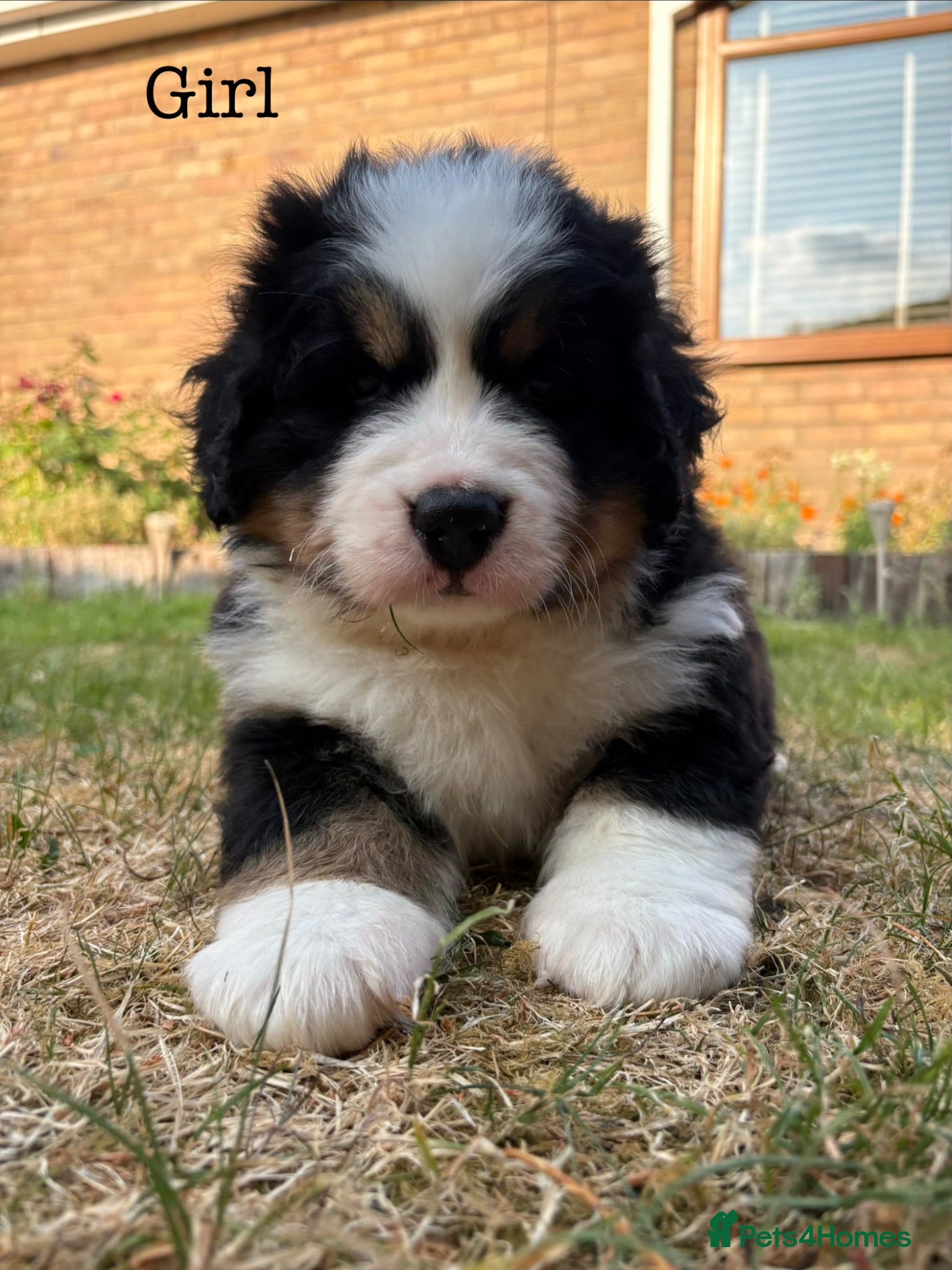 Bernese Mountain Dog dogs BEAUTIFUL BERNESE MOUNTAIN DOG PUPPIES-4 BOYS !!! - Advert 2
