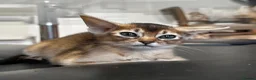 Abyssinian cats for sale: Abyssinian kittens  - Advert 9