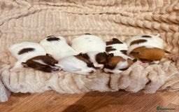 Jack Russell dogs for sale: 5 old-fashioned, rough head Jack Russell Puppies - Image 2