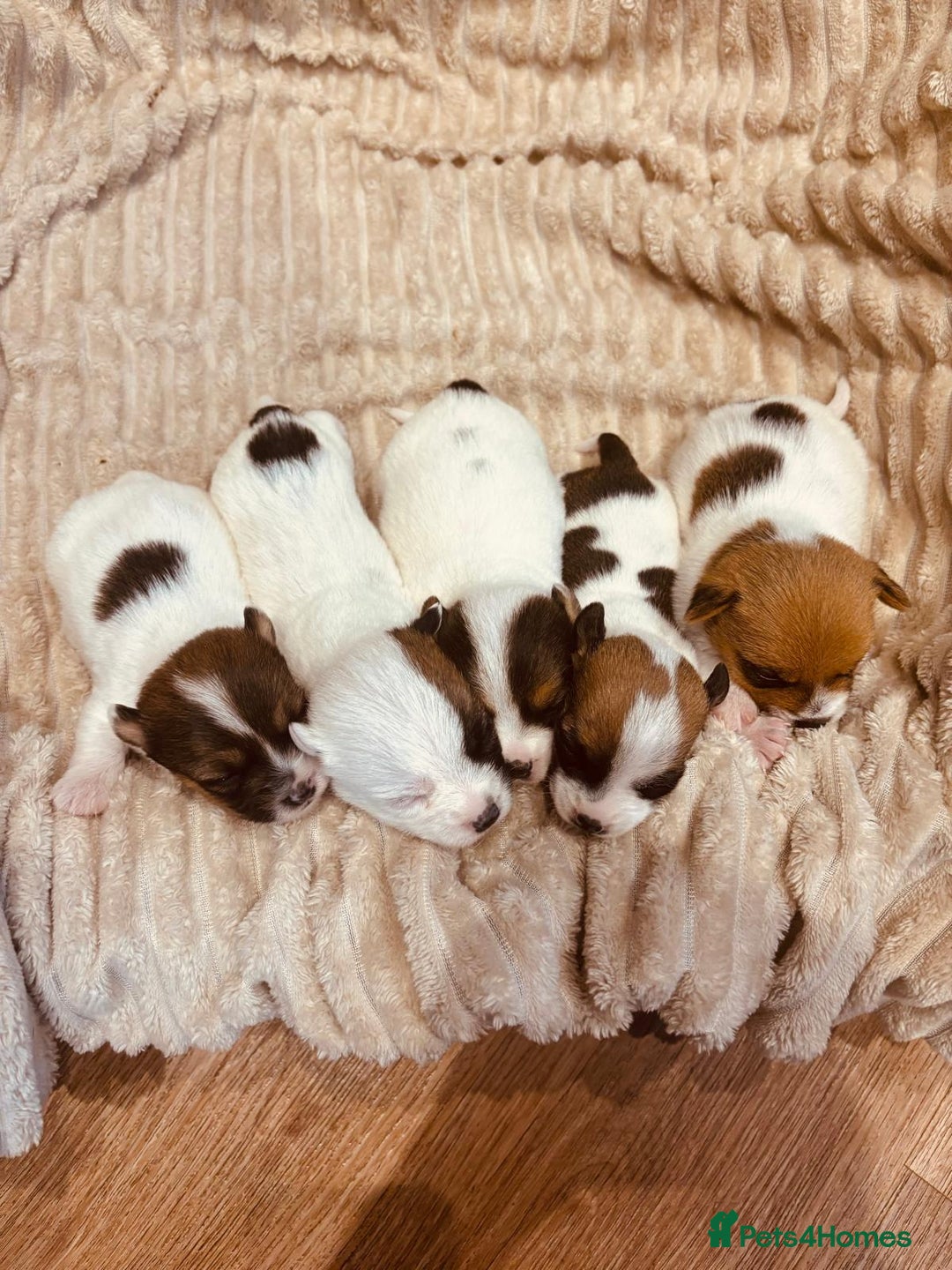 Jack Russell dogs for sale: 5 old-fashioned, rough head Jack Russell Puppies - Image 2