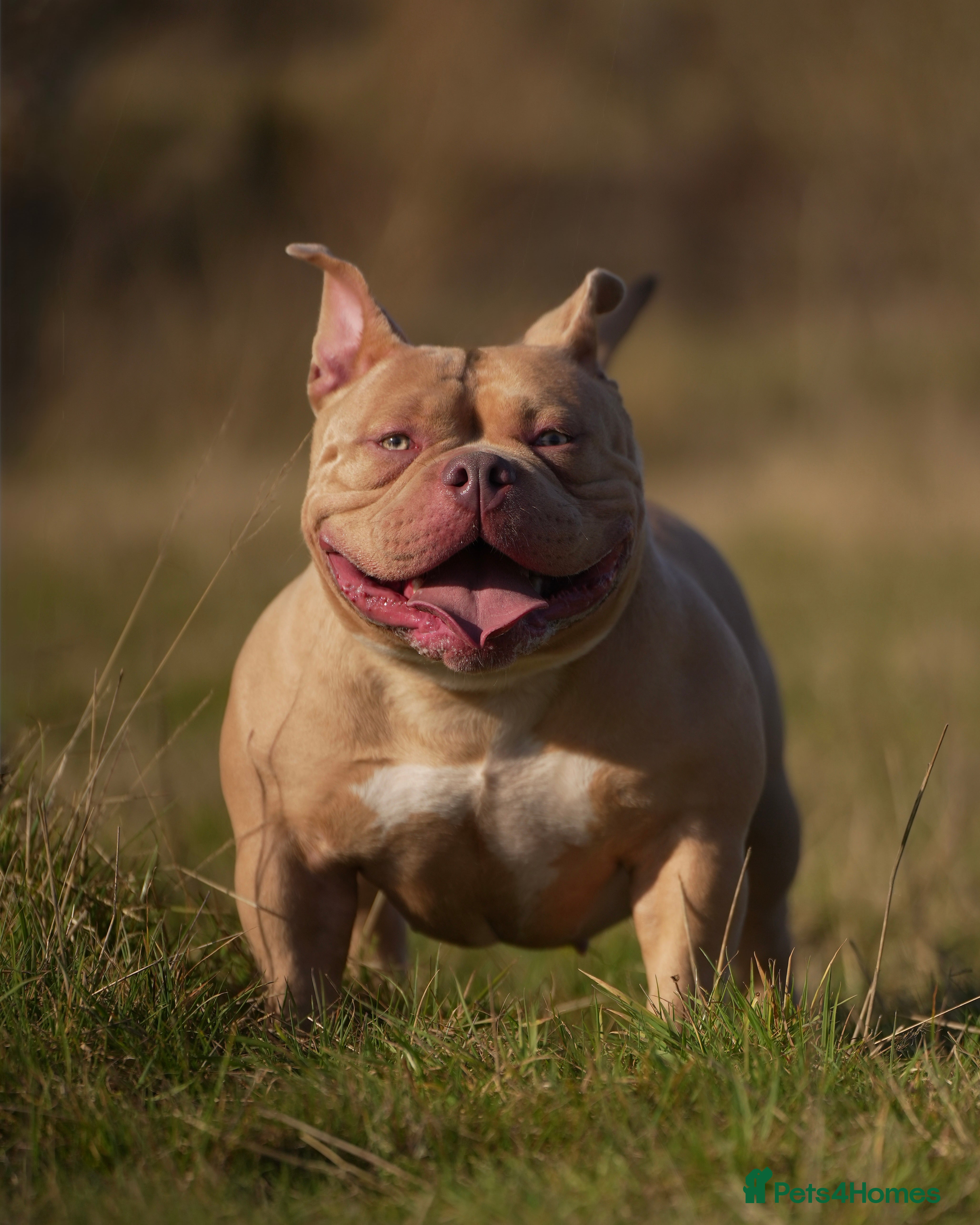 American Bully dogs American pocket Bully Female 2 Years Old - Advert 12