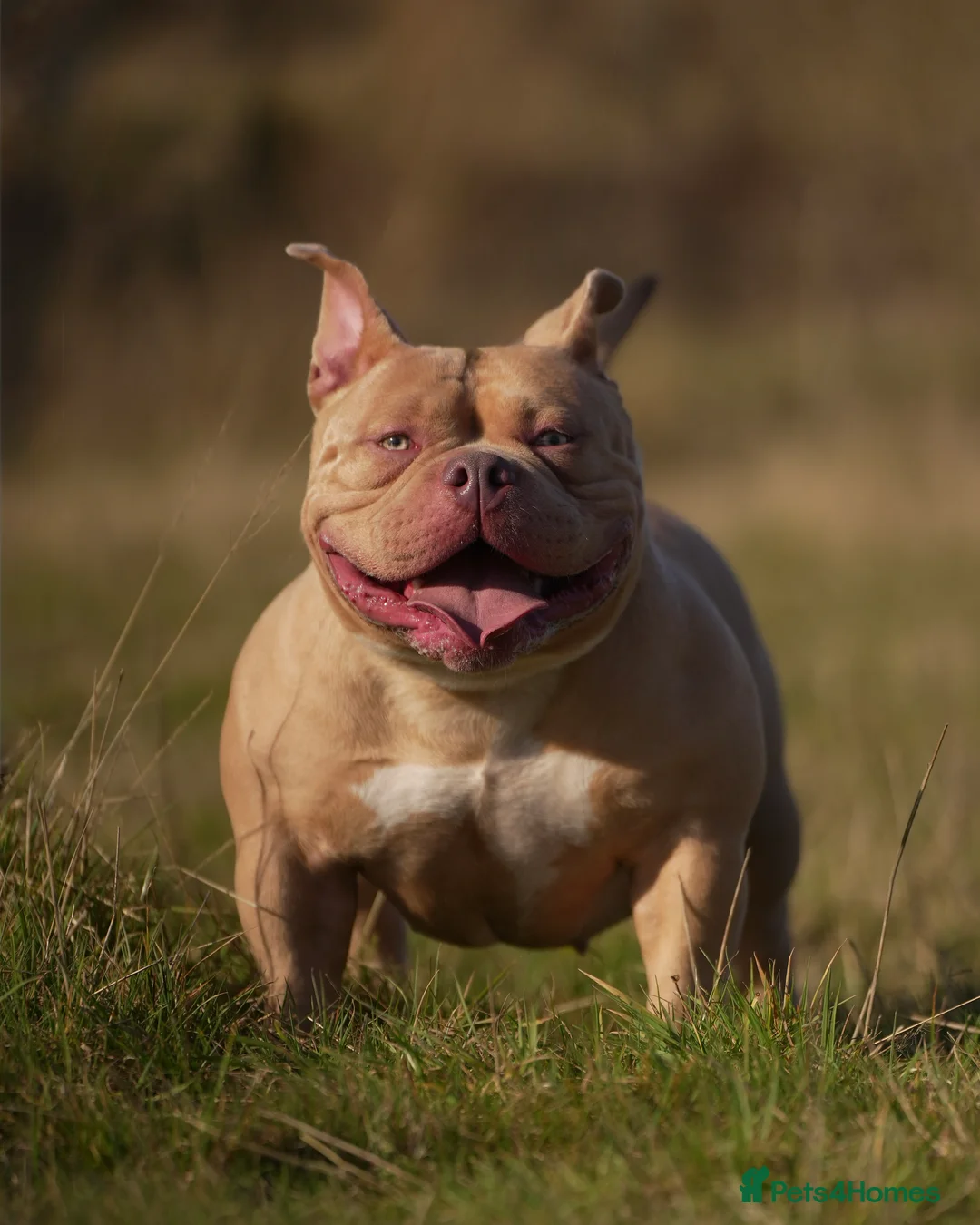 American Bully dogs for sale: American pocket Bully Female 2 Years Old - Advert 1