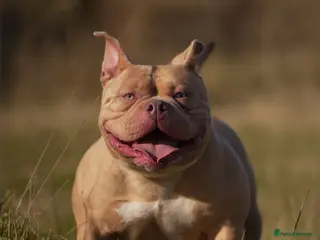 American Bully dogs American pocket Bully Female 2 Years Old - Advert 11
