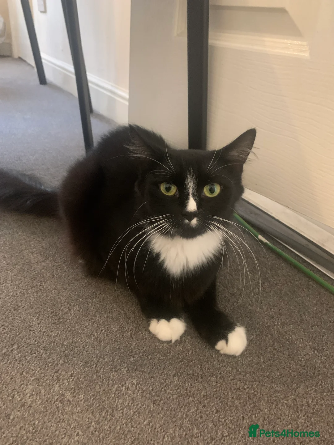 Mixed Breed cats for sale: Garfield  - Advert 1