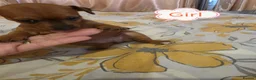 Miniature Pinscher dogs for sale: Beautiful Miniature Pincher puppies  - Advert 10