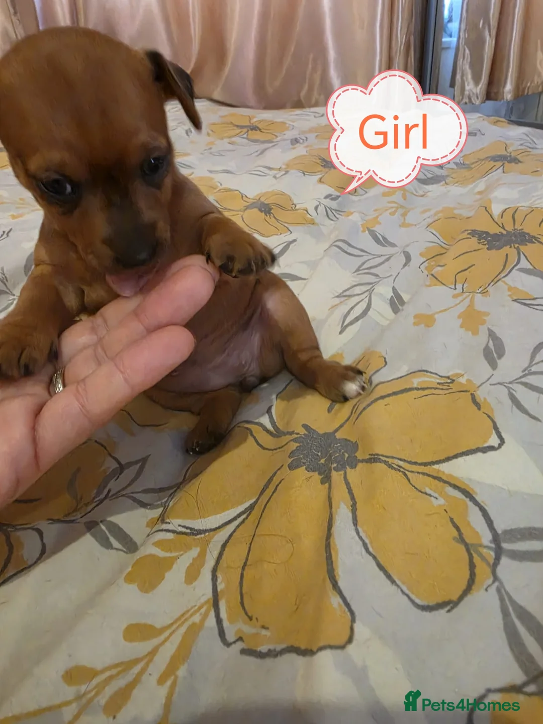 Miniature Pinscher dogs for sale: Beautiful Miniature Pincher puppies  - Advert 10