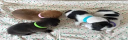 Jack Russell dogs for sale: Miniature Jack Russell’s looking for new homes  - Advert 17