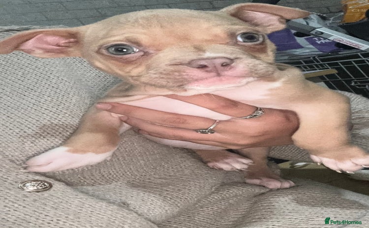 American Bully dogs - Advert 12