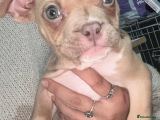 American Bully dogs Pocket bullies - Advert 20