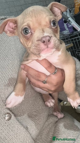 American Bully dogs - Advert 12