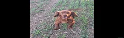 Cocker Spaniel dogs for sale: Hereditary clear working cocker spaniels in Ingatestone - Advert 5