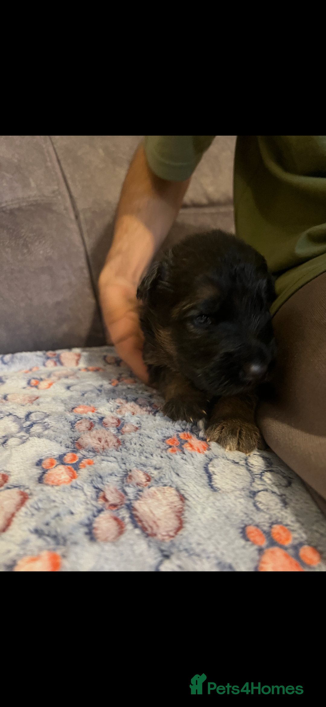 German Shepherd dogs for sale: Kc-registered German shepards puppies for sale - Image 4