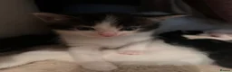 Mixed Breed cats for sale: Cross ragdoll kittens - Advert 4