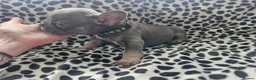 French Bulldog dogs for sale: French bulldog pups in Ballymena - Advert 20