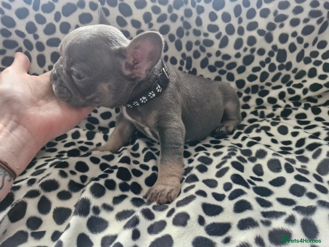 French Bulldog dogs for sale: French bulldog pups in Ballymena - Advert 20