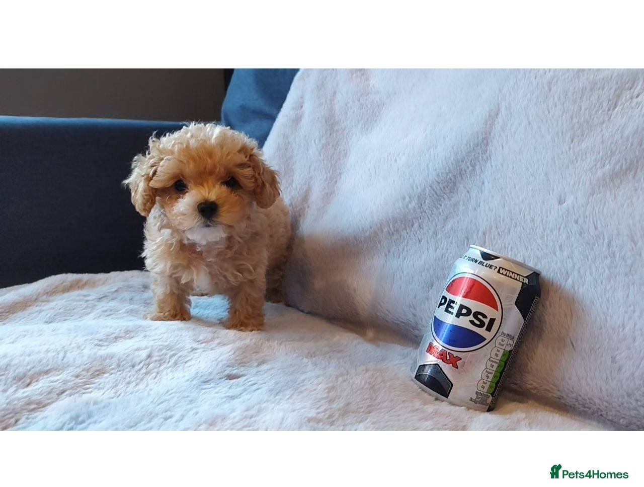Maltipoo dogs Very Tiny toy F1B maltipoos - Advert 2