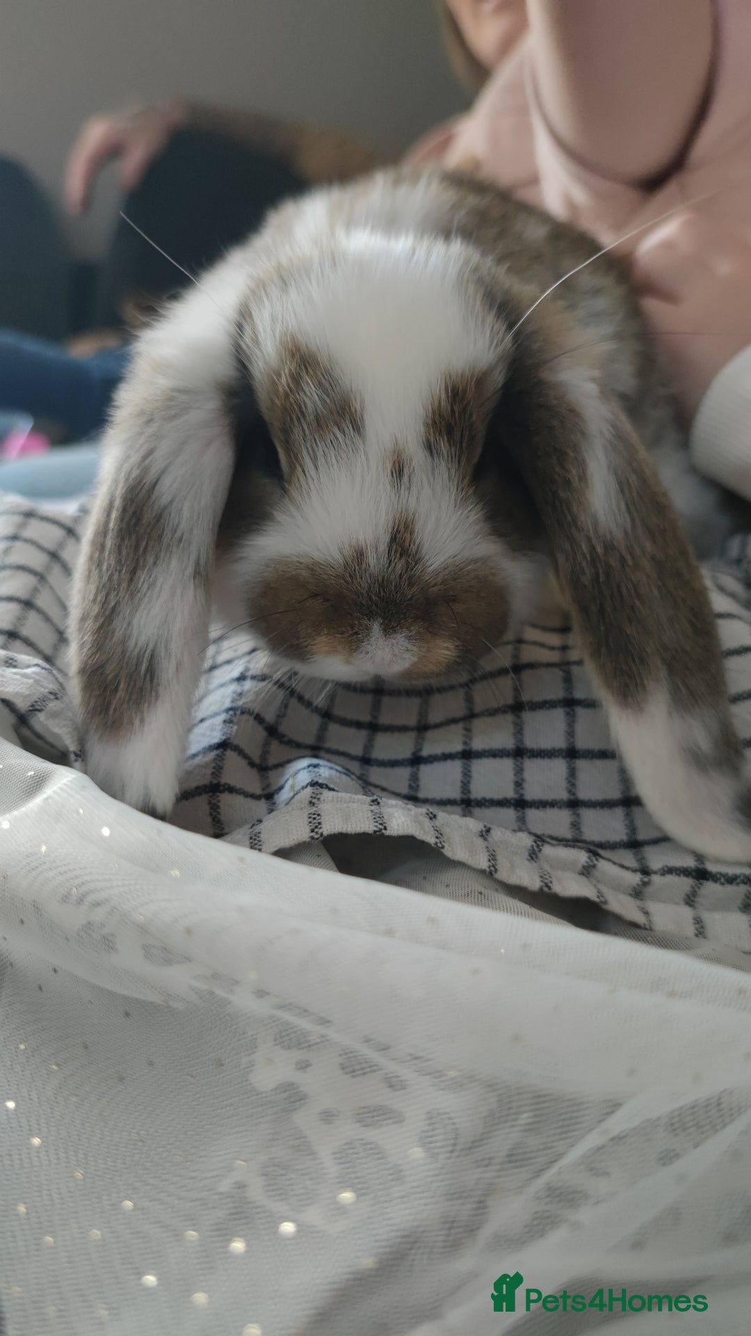 French Lop rabbits for sale: Beautiful french lop boy - Advert 5