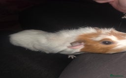 Guinea Pig rodents for sale: Baby female guinea pig - Image 10
