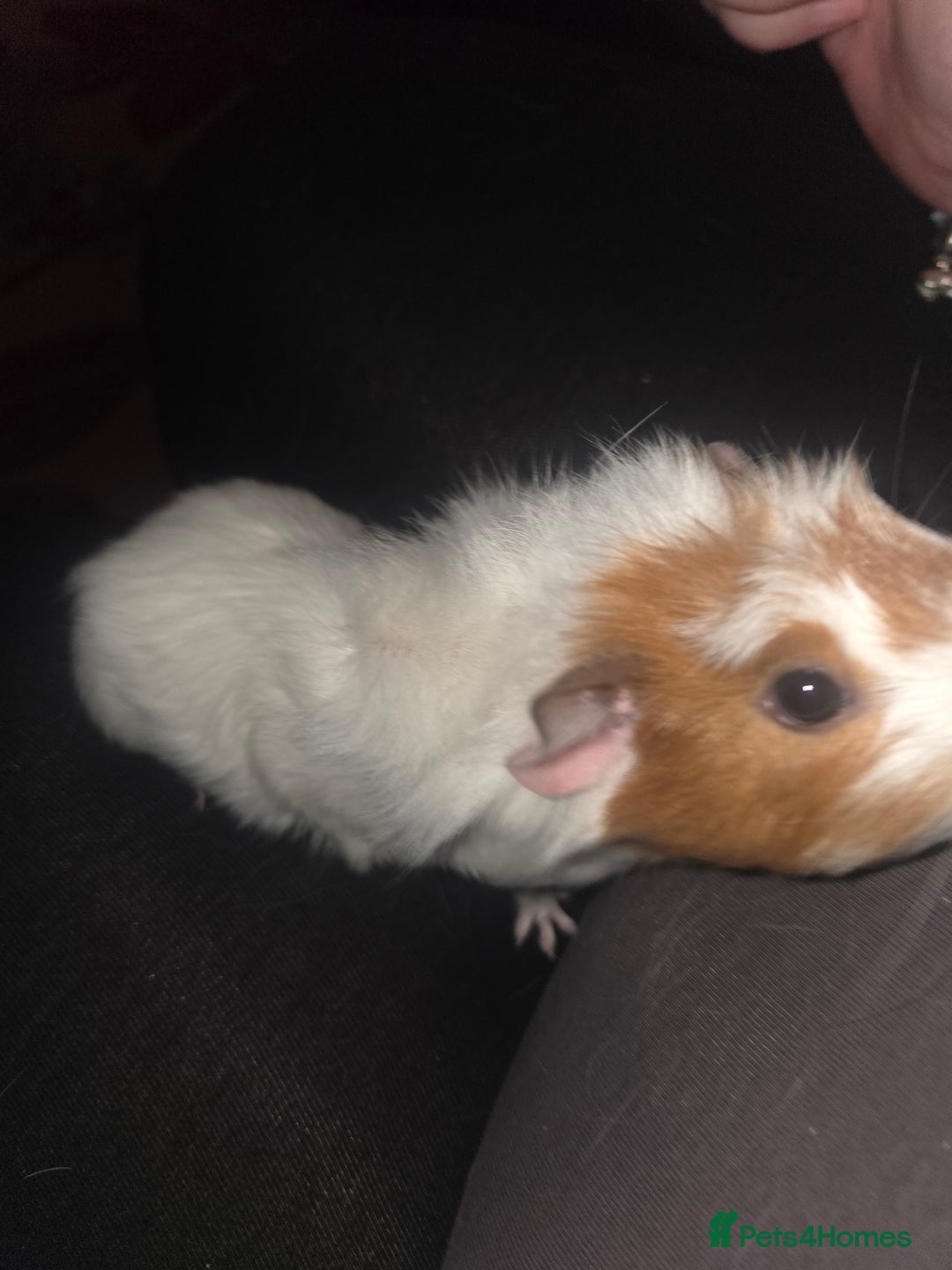 Guinea Pig rodents for sale: Baby female guinea pig - Image 10