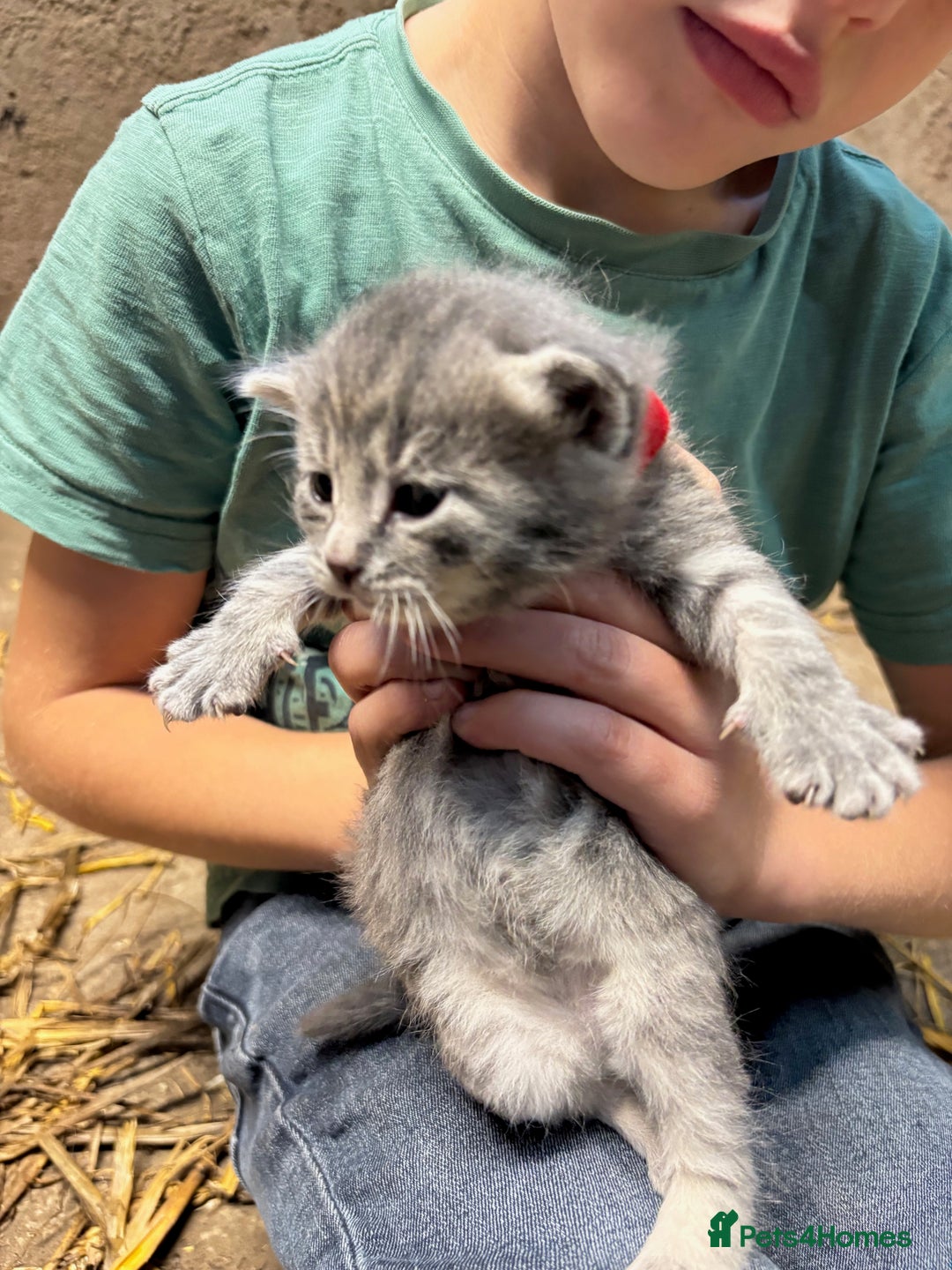 British Shorthair cats for sale: Beautiful litter of adorable kittens - Image 19