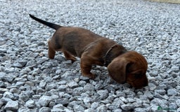Dachshund dogs for sale: Wire Haired Teckels - Image 14