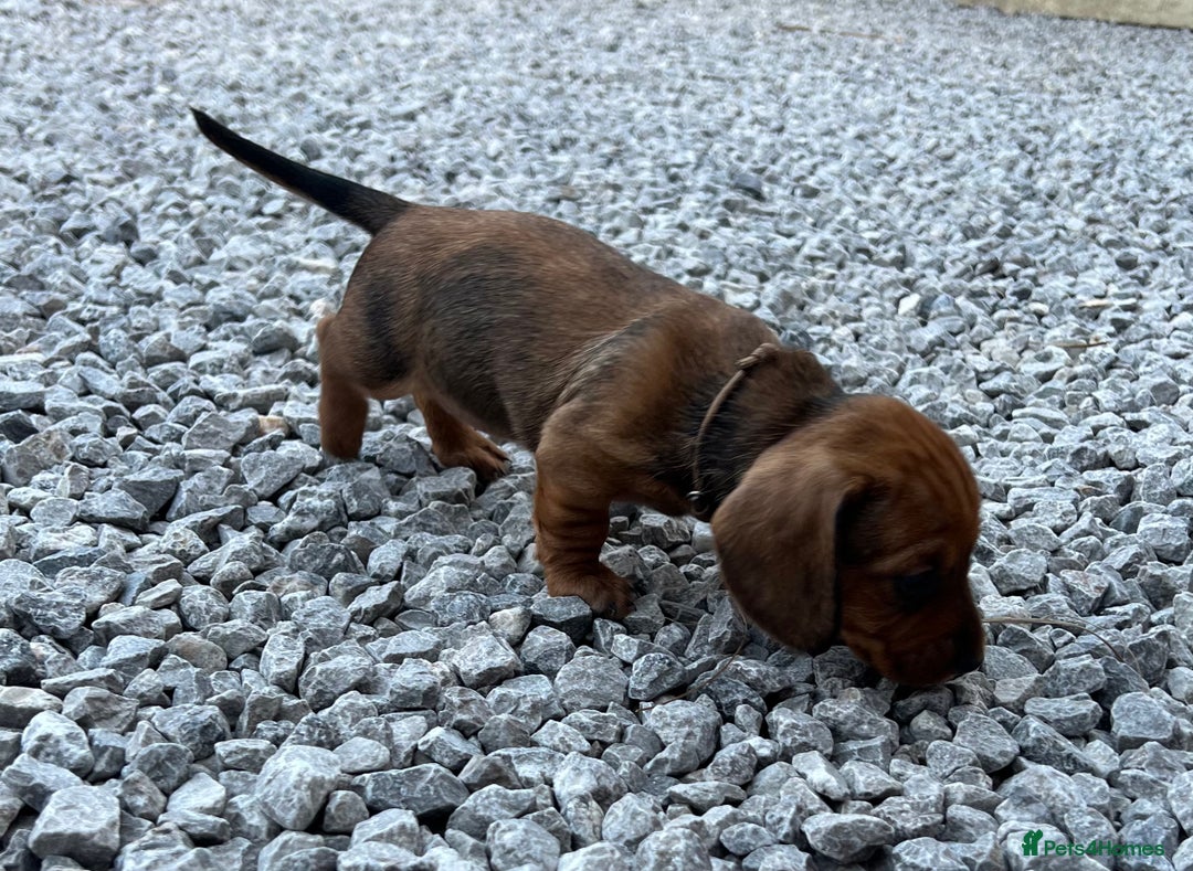 Dachshund dogs for sale: Wire Haired Teckels - Image 14