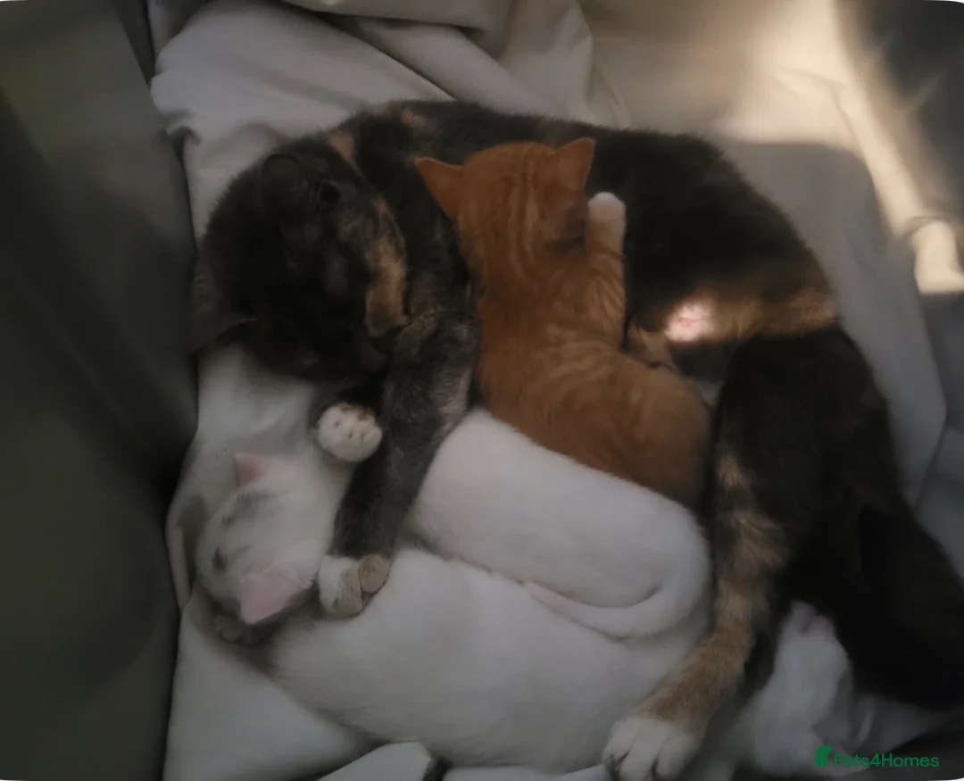Mixed Breed cats for sale: Male Kitten Looking for Calm, Patient Home - Advert 5