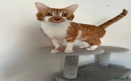 British Shorthair cats for sale: INDOOR Cuddly Ginger short haired male cat - Image 1