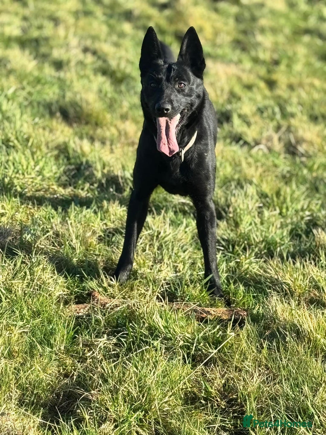 Belgian Shepherd Dog dogs for sale: Belgian malinois - Advert 8