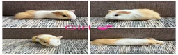 Guinea Pig rodents for sale: Male & Female piggies looking for new laps - Advert 28