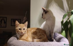 British Shorthair cats for sale: Adorable kittens  in Great Missenden - Image 5