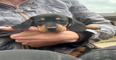Miniature Dachshund dogs - Advert 9
