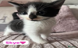Mixed Breed cats for sale: 7 Beautiful Kittens 🩷💙 - Image 24