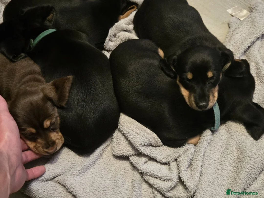 Dachshund dogs for sale: Miniature Dachshund puppies - Advert 2
