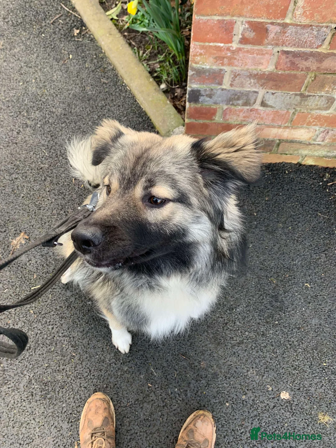 Mixed Breed dogs for adoption: Meet Nico, currently residing in Cheshire  in Nantwich - Advert 2