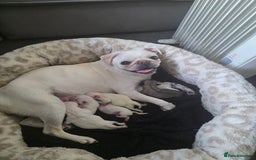 Pug dogs for sale: Full breed pugs pups 5 male 1 female  - Advert 5