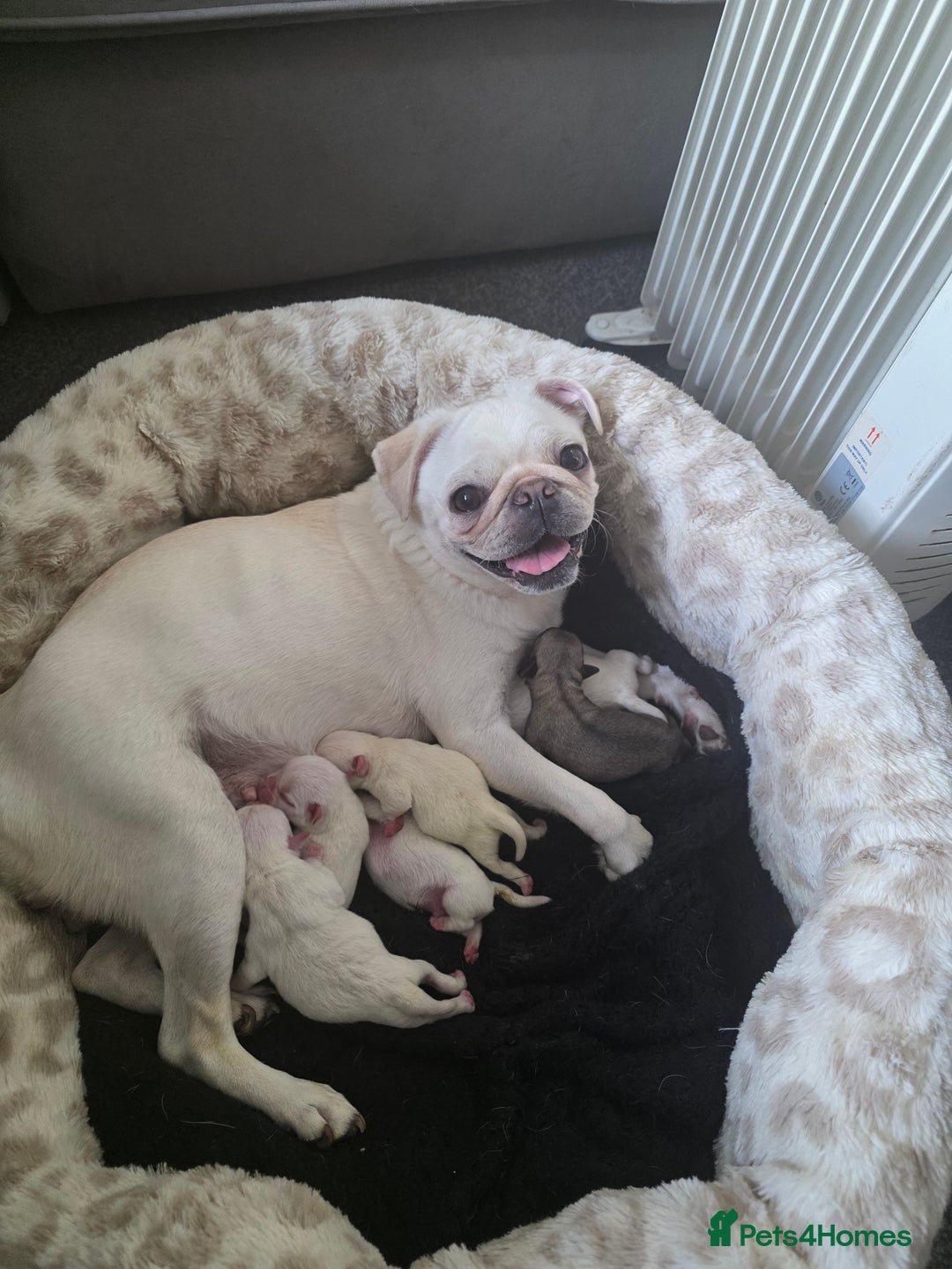 Pug dogs for sale: Full breed pugs pups 5 male 1 female  - Advert 5