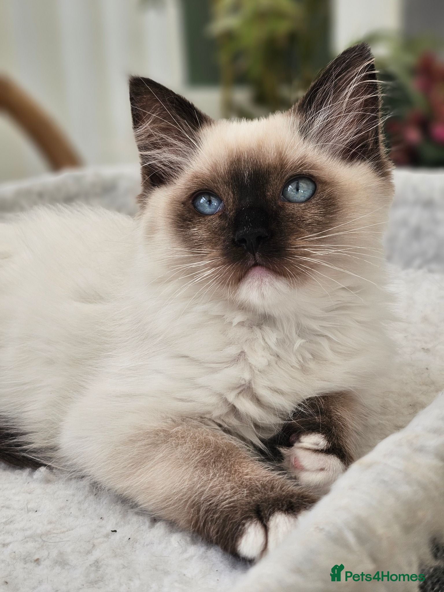 Ragdoll cats Purebred beautiful ragdoll kittens  - Advert 2